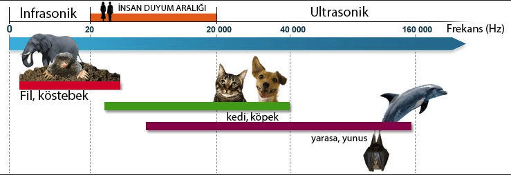 Canlıların Duyduğu Ses Frekans Aralıkları (Genişletilmiş Versiyon)